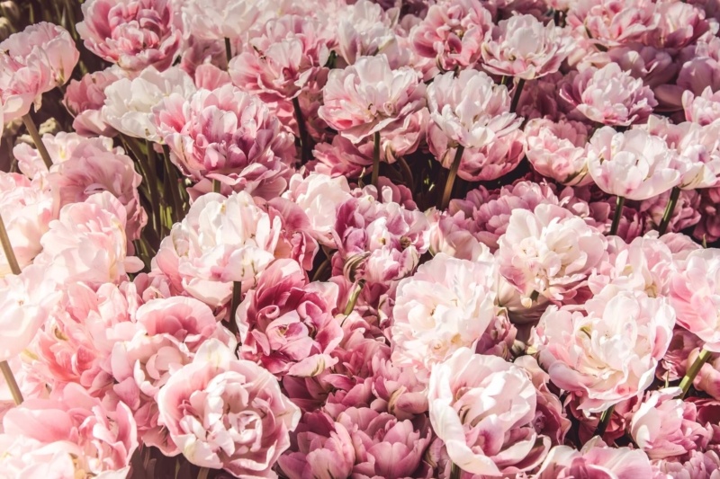 ピンクのお花の画像